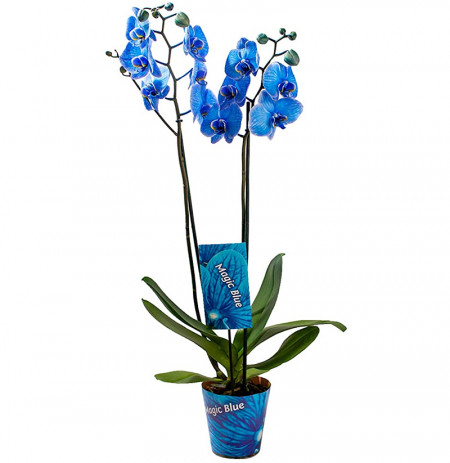 Orkide Blu Natyrale