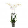 Orkide e Bardhë