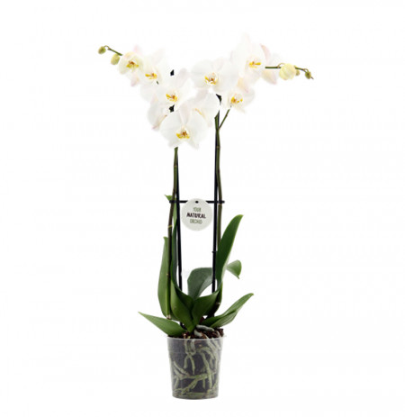 Orkide e Bardhë Natyrale.