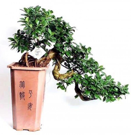 Bonsai - Bimë Natyrale në Vazo (Pema e Jetës)