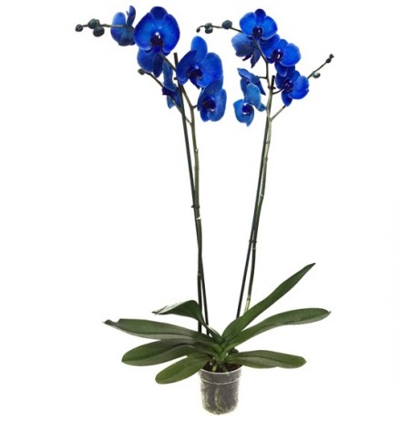 Lule natyrale Phanelopsis Blu