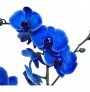 Lule natyrale Phanelopsis Blu